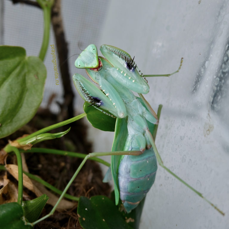 Африканский колючий богомол (лат. pseudocreobotra ocellata)