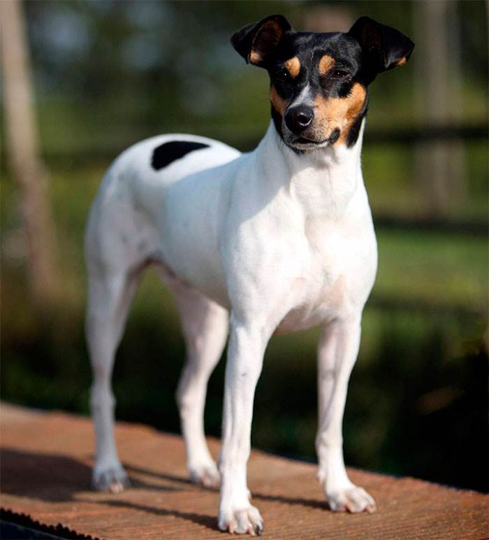 Мальтипу — порода собак с фото и описанием