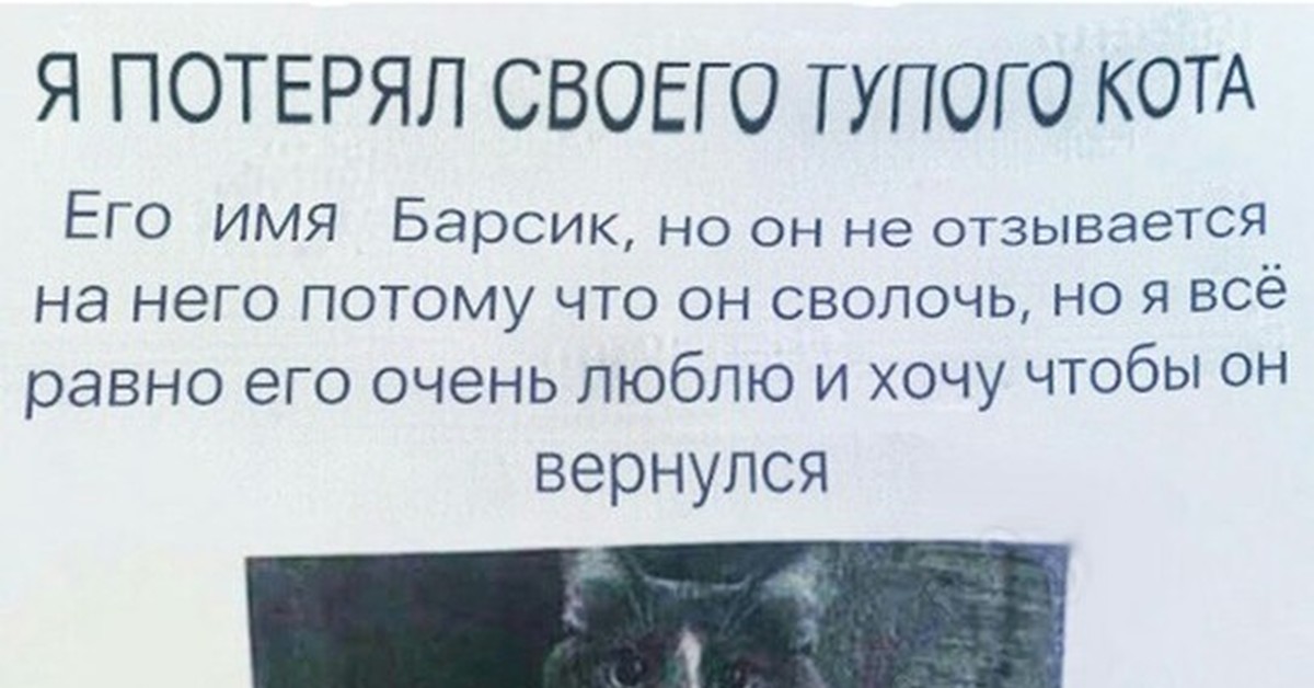 У меня очень общительный кот