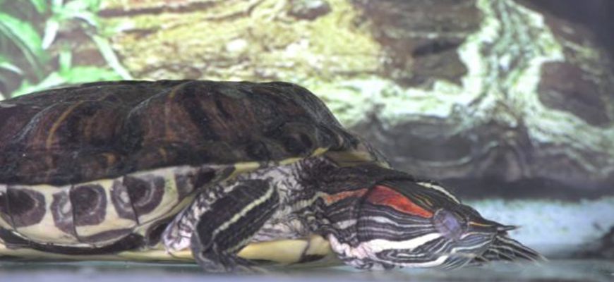 Как спят красноухие черепахи