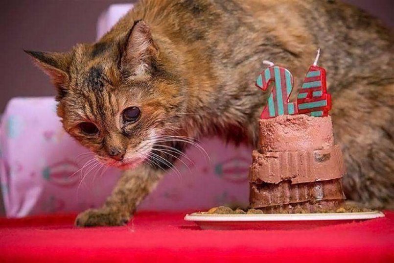 10 самых старых в мире котов и кошек