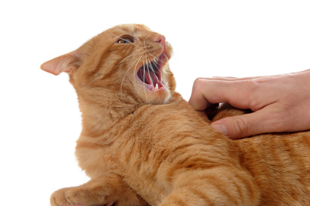 5 причин, почему кошка лижет, а потом кусает