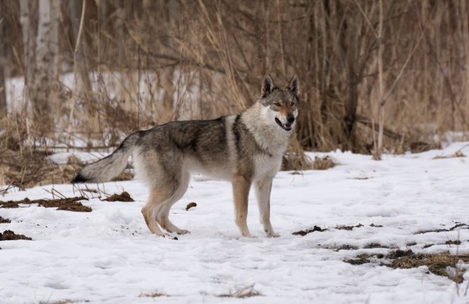 Чехословацкий влчак: фото и видео, описание, цены, волчья