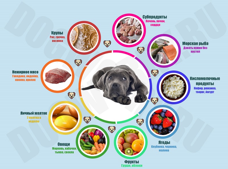 Меню для собаки. статья профессора митина о натуральном кормлении