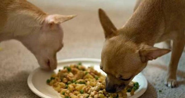 Домашнее питание маленькой собаки