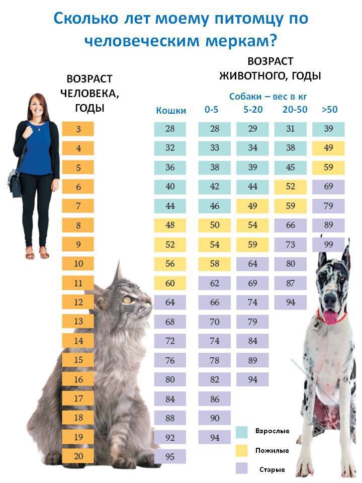 Возраст собаки: по человеческим меркам (таблица) и самостоятельное определение