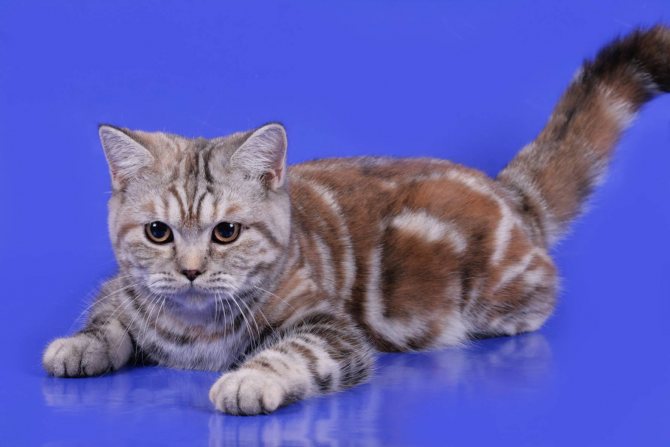 Британская короткошерстная порода кошек: окрасы от голубого до вискаса, фото котов и котят | сайт о домашних животных
