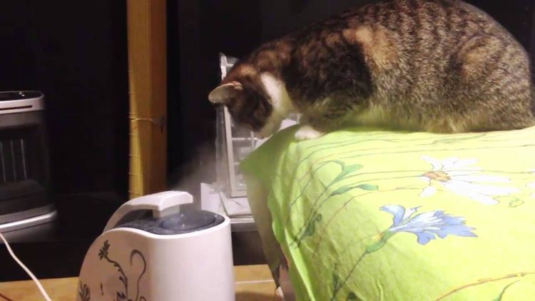 Почему котенок чихает: причины, симптомы, лечение, осложнения | блог ветклиники "беланта"