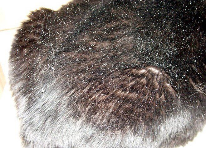 Выпадение волос на спине у собаки что это может