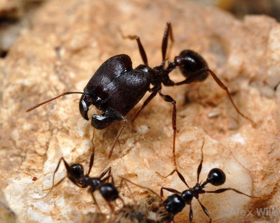  атлас муравьёв » camponotus truncatus (spinola, 1808)