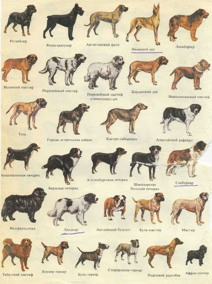 Породы собак средних размеров, фотографии и названия