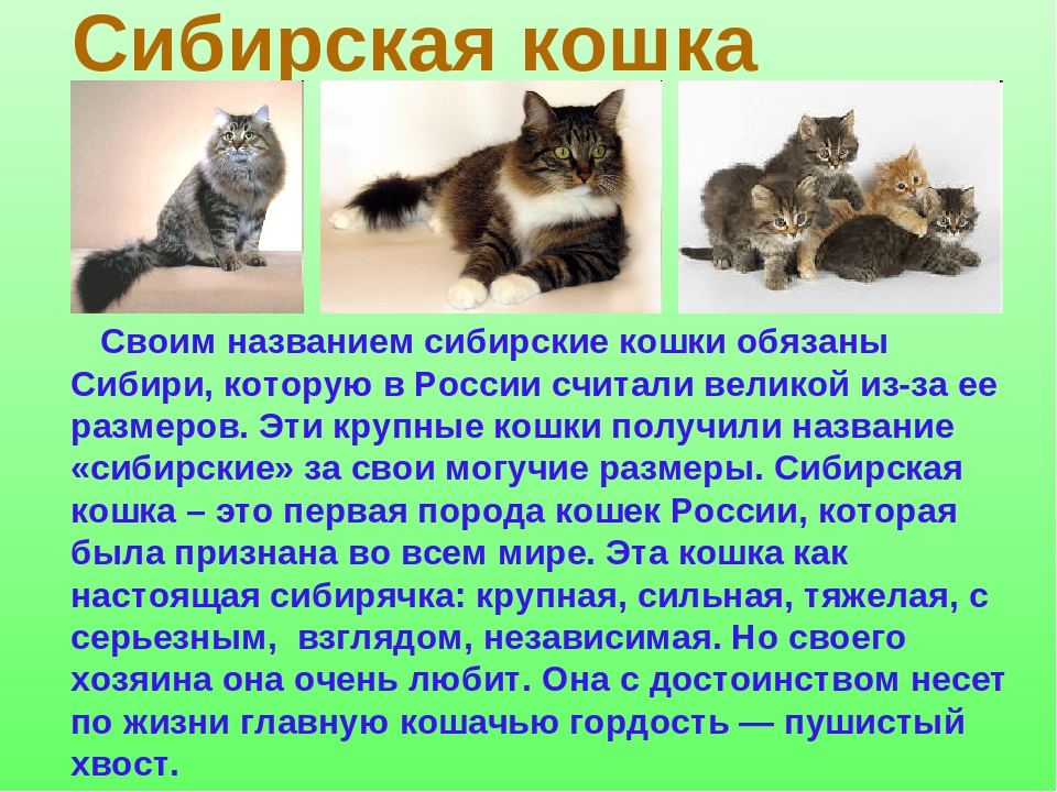 Сибирская кошка – описание породы, характер, уход и цена