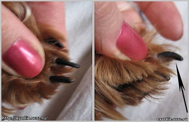 Немного о «красе ногтей» или как подстричь когти собаке?