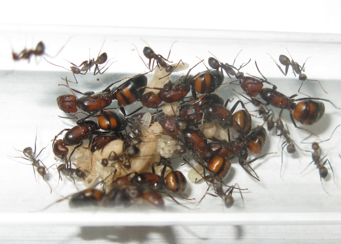 Старт колонии camponotus nicobarensis. | клуб любителей муравьев