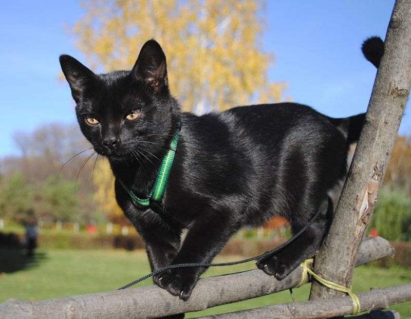Описание породы бомбейской кошки с фото: характеристика породы и особенности содержания
