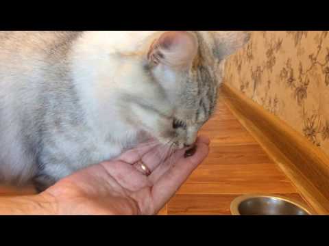 Как вывести шерсть из желудка кошки в домашних условиях