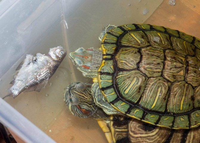 Чем кормить черепаху красноухую в домашних условиях, как правильно?