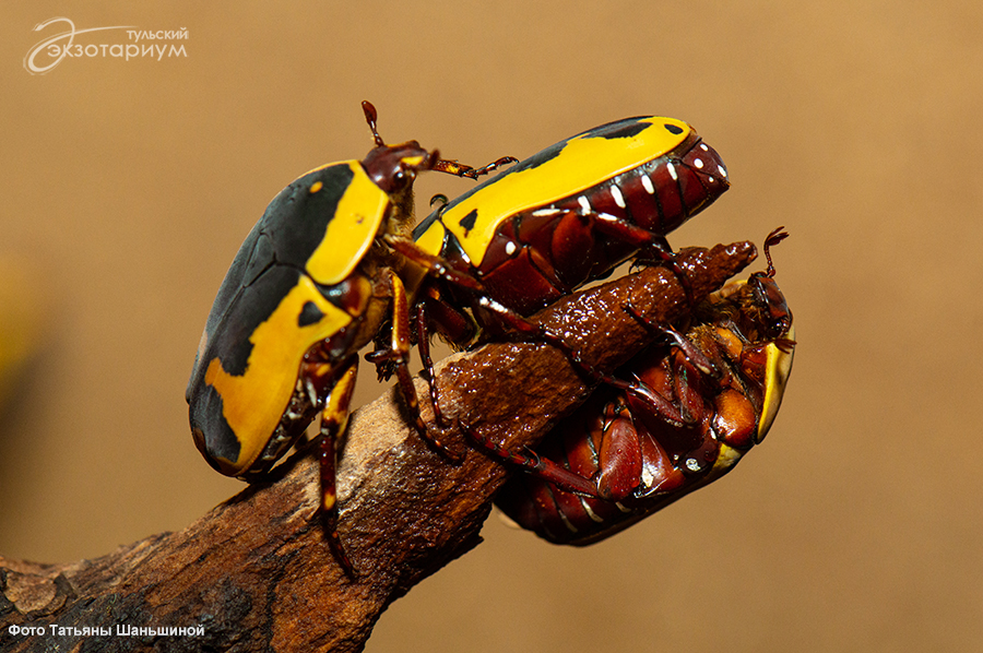 Бронзовка жук. описание, особенности, виды и среда обитания жука бронзовки