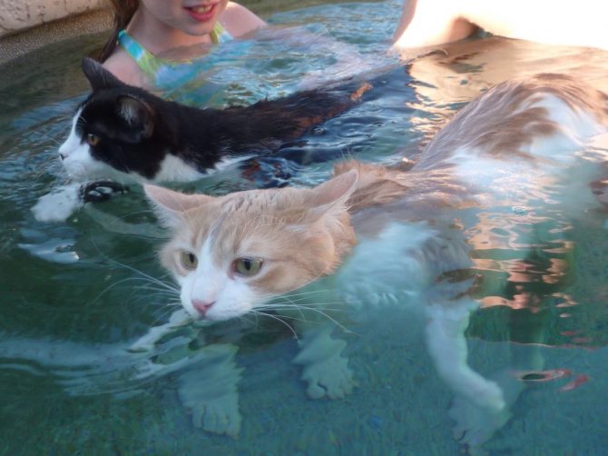 Какие кошки любят купаться? | животные | школажизни.ру