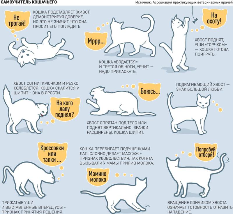 До какого возраста растут коты и кошки, что влияет на темпы роста животных, отзывы ветеринаров и владельцев питомцев