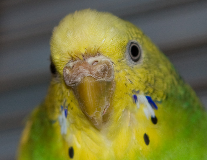 О чем говорит нарост на восковице у волнистого попугая?