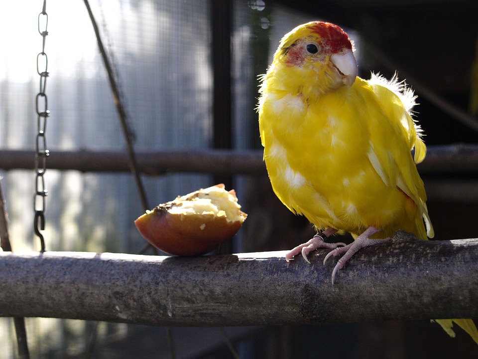 Не только попугайчики и канарейки: каких птиц держат дома - gafki.ru