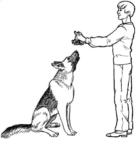 Как научить собаку команде «дай лапу»