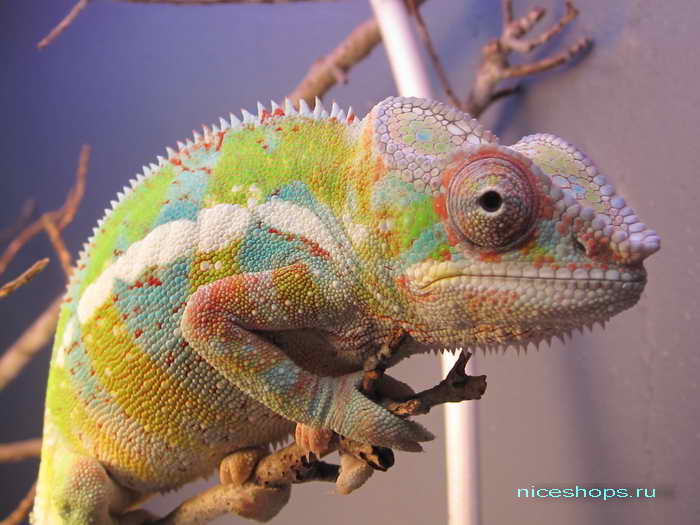 Как хамелеон меняет цвет: причины и механизм смены окраски кожи