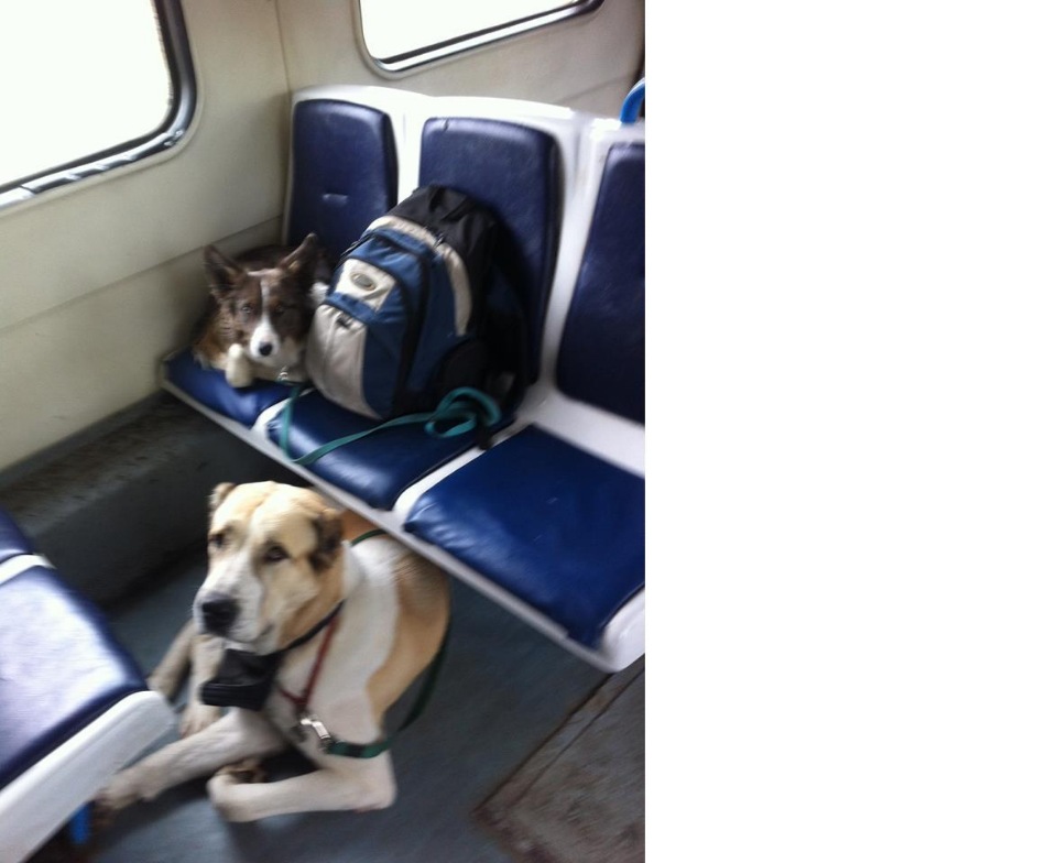 Перевозка домашних животных в поездах дальнего следования. правила перевозки домашних животных в поезде по территории россии