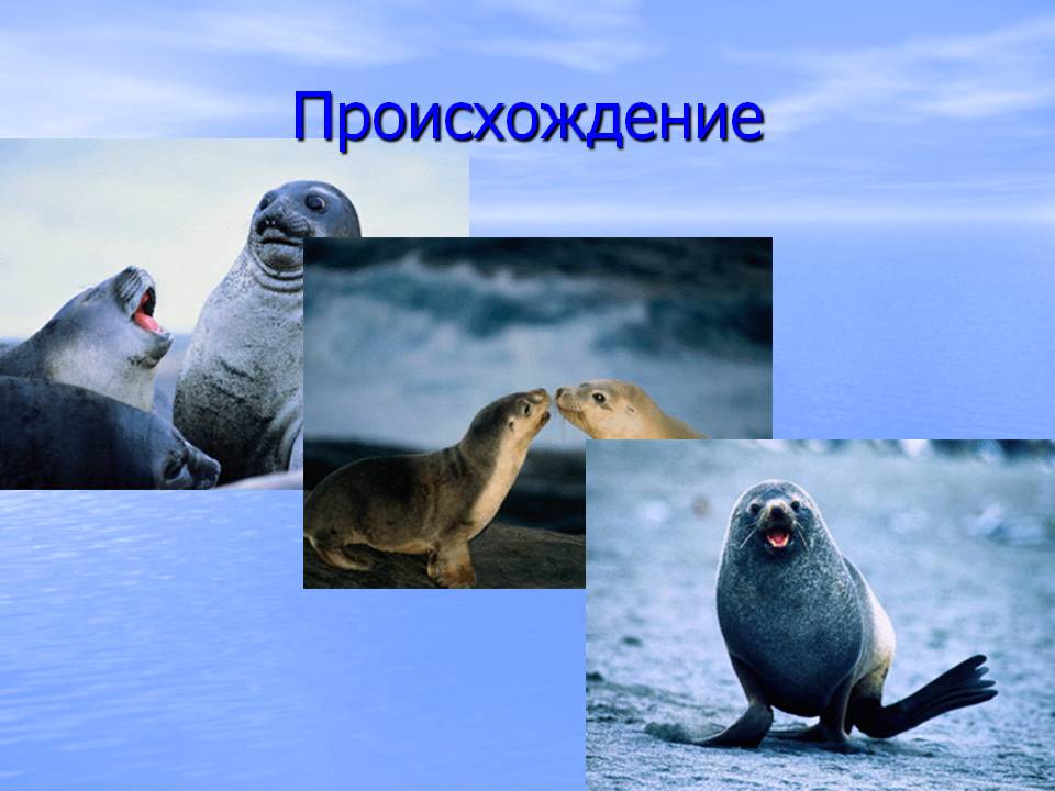 Ластоногие млекопитающие: представители семейства тюленей