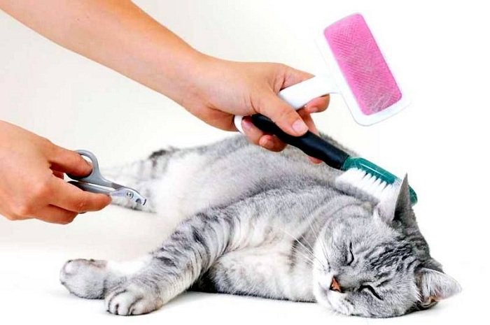 Груминг кошек — пошаговая инструкция по стрижке кота в домашних условиях