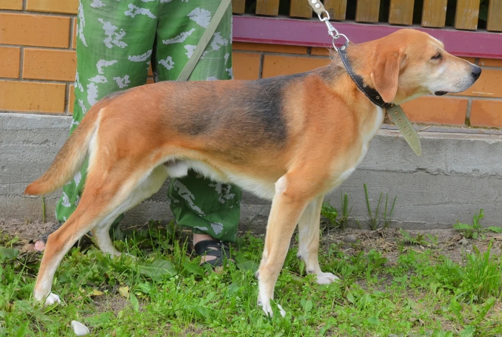 Русская гончая (пегая): фото собаки, содержание, уход и описание породы