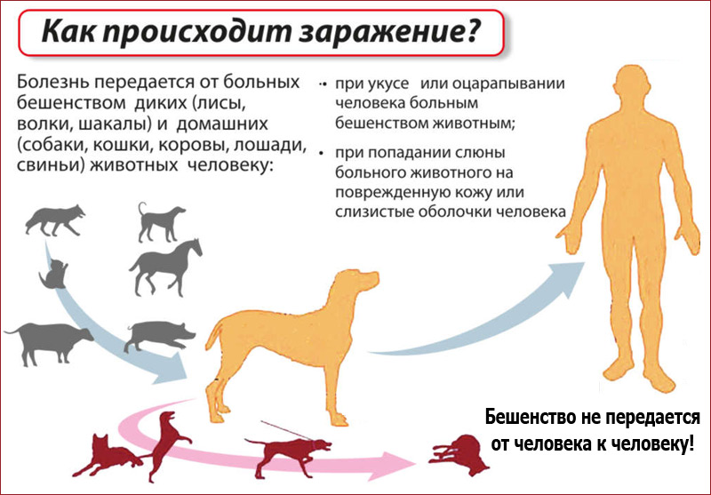 Смертельные болезни у собак: перечень популярных | блог ветклиники "беланта"