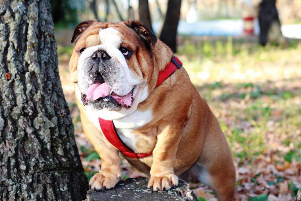 Английский бульдог: описание породы, характер собаки и щенка, фото, цена