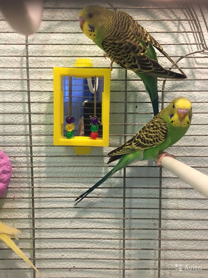 Приручение и дрессировка волнистых попугаев | волнистые попугаи | ptichka.net - домашние питомцы