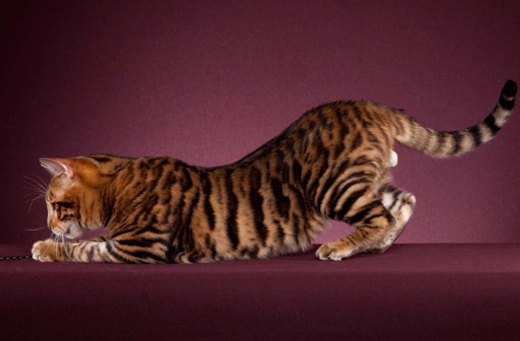 12 самых дорогих пород кошек — красивые и аристократичные