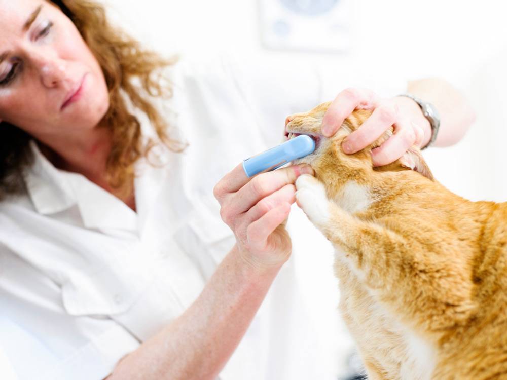 Удаление зубного камня у кошки