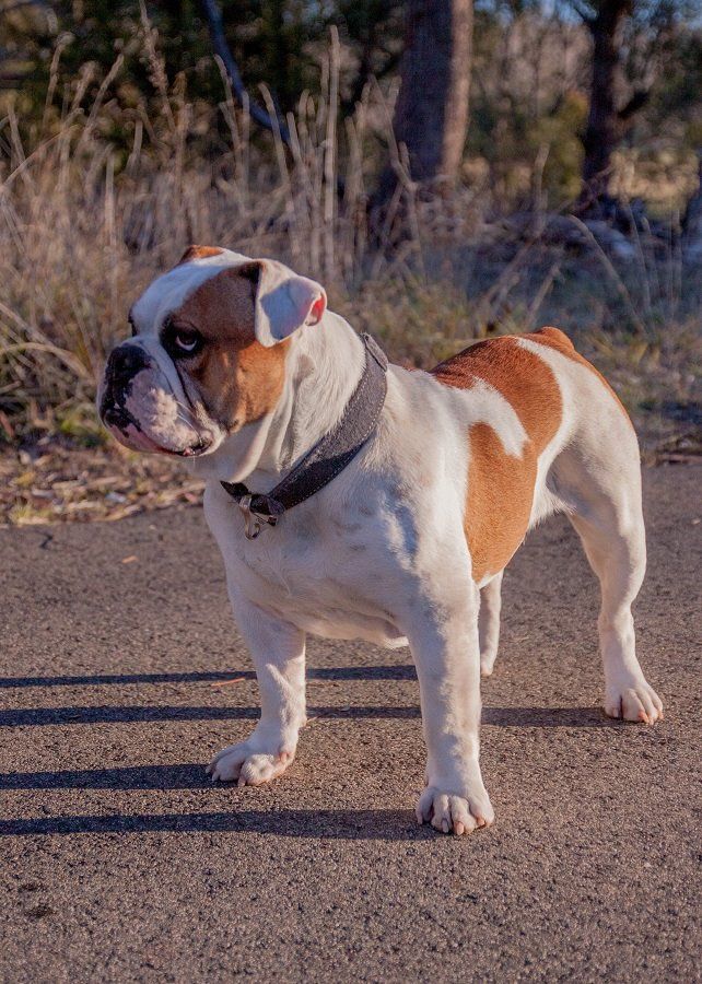 Собака американский бульдог - фото, цена, описание, видео, характер