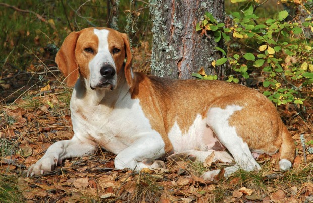 Характеристика собак породы английский фоксхаунд с отзывами и фото