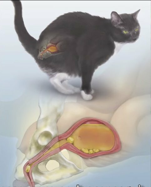 Лечение водянки у кошек в нижнем новгороде | симптомы и причины асцита у кошки