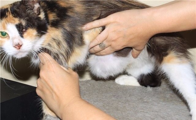 Пупочная грыжа у кошки: симптомы и лечение.