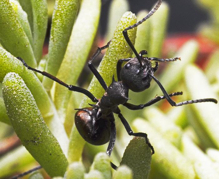 Муравей ткач - weaver ant