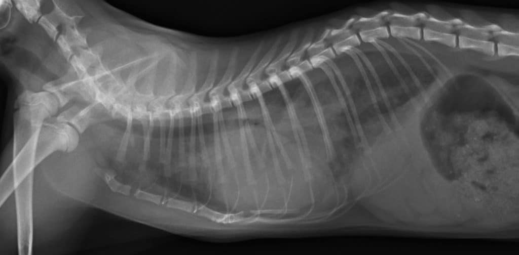 Болезни дыхательной системы кошек: симптомы и лечение | zoodom