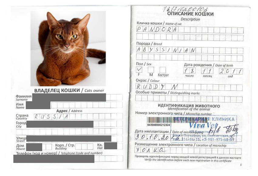 Как сделать международный ветеринарный паспорт коту или кошке и правильно его заполнить, сколько это стоит?