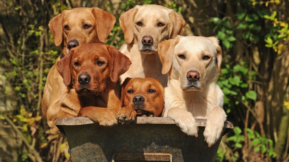 Породы собак (даже короткошерстные), которых можно держать на улице круглый год