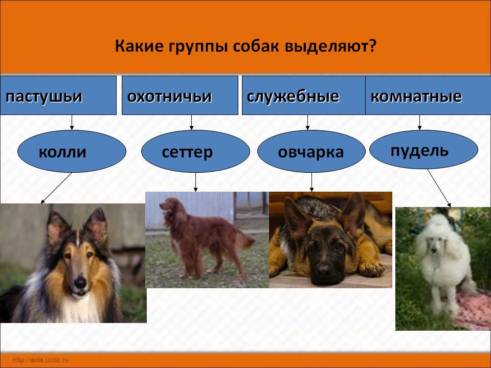 Классификация собак по группам 10 групп