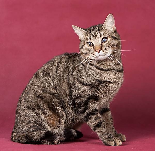 Топ 10 гладкошерстных пород кошек — список, характеристика и фото