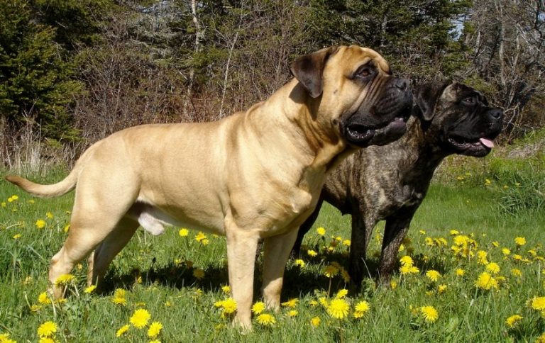 Собаки породы мастиф: здоровье, болезни, особенности содержания | блог ветклиники "беланта"