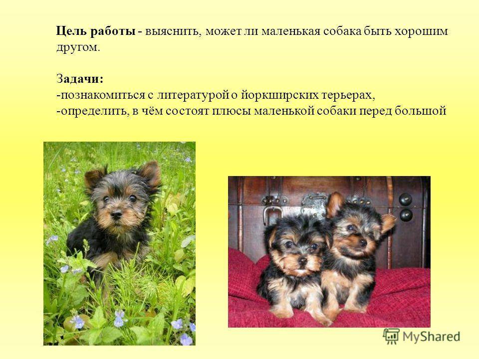 Русские клички для собаки мальчика йоркширского терьера