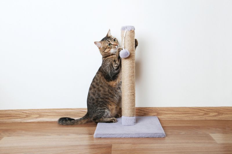 Как отучить кота драть обои? что делать, если кошка царапает стены? как защитить обои от котят?